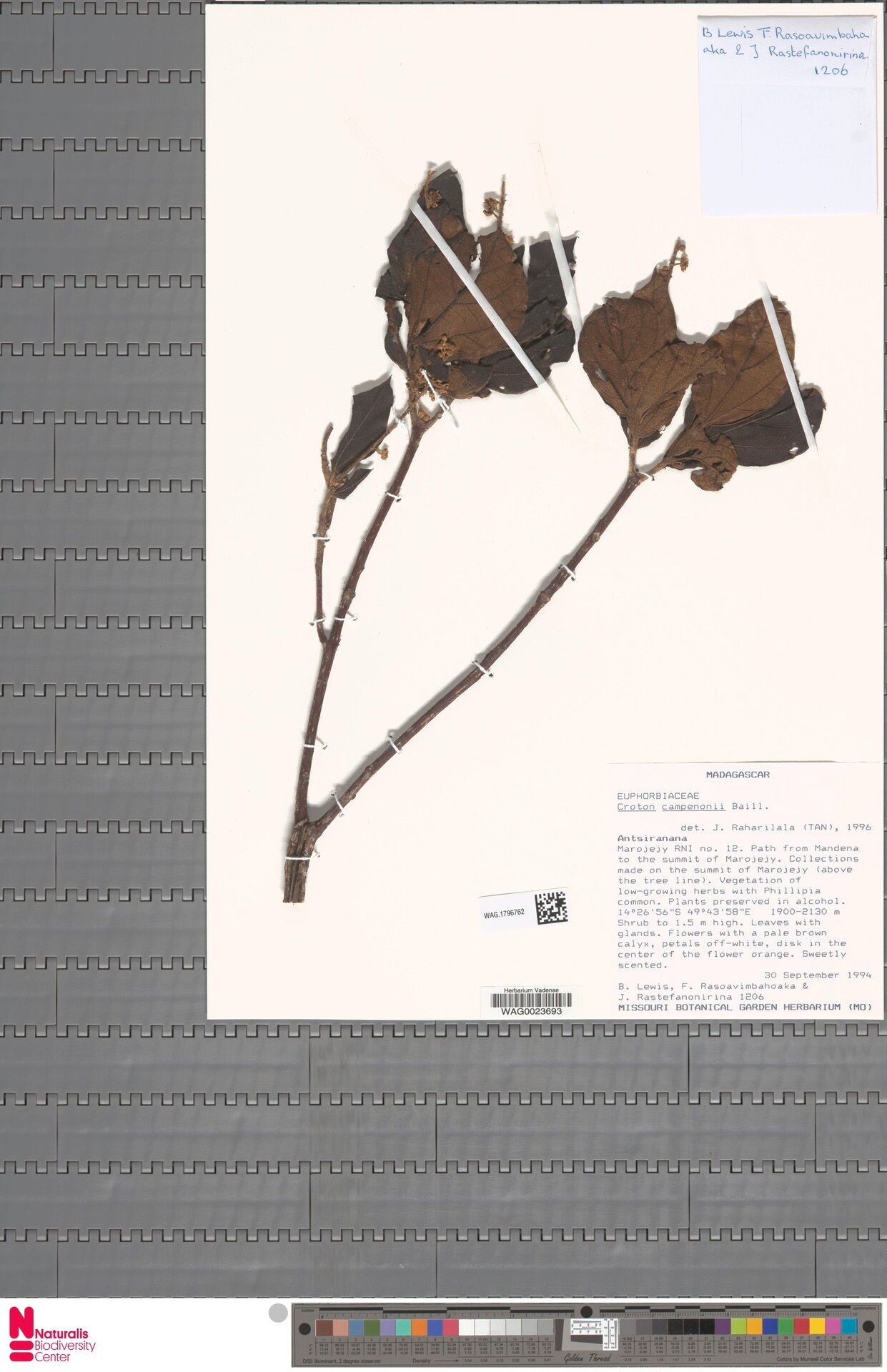 Croton campenonii — houseplant care guide