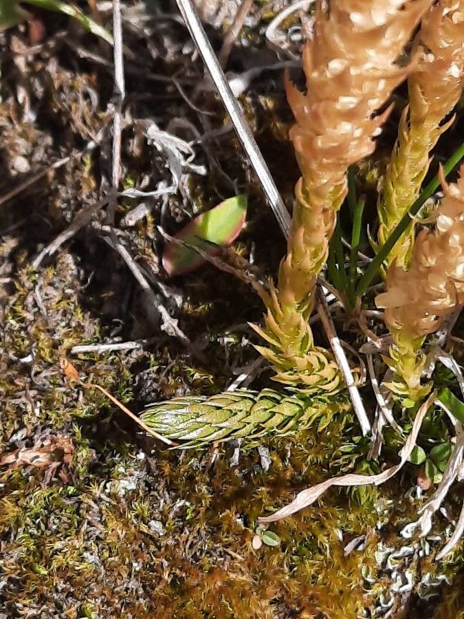 Selaginella selaginoides leaf