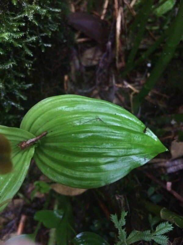 Liparis caulescens leaf