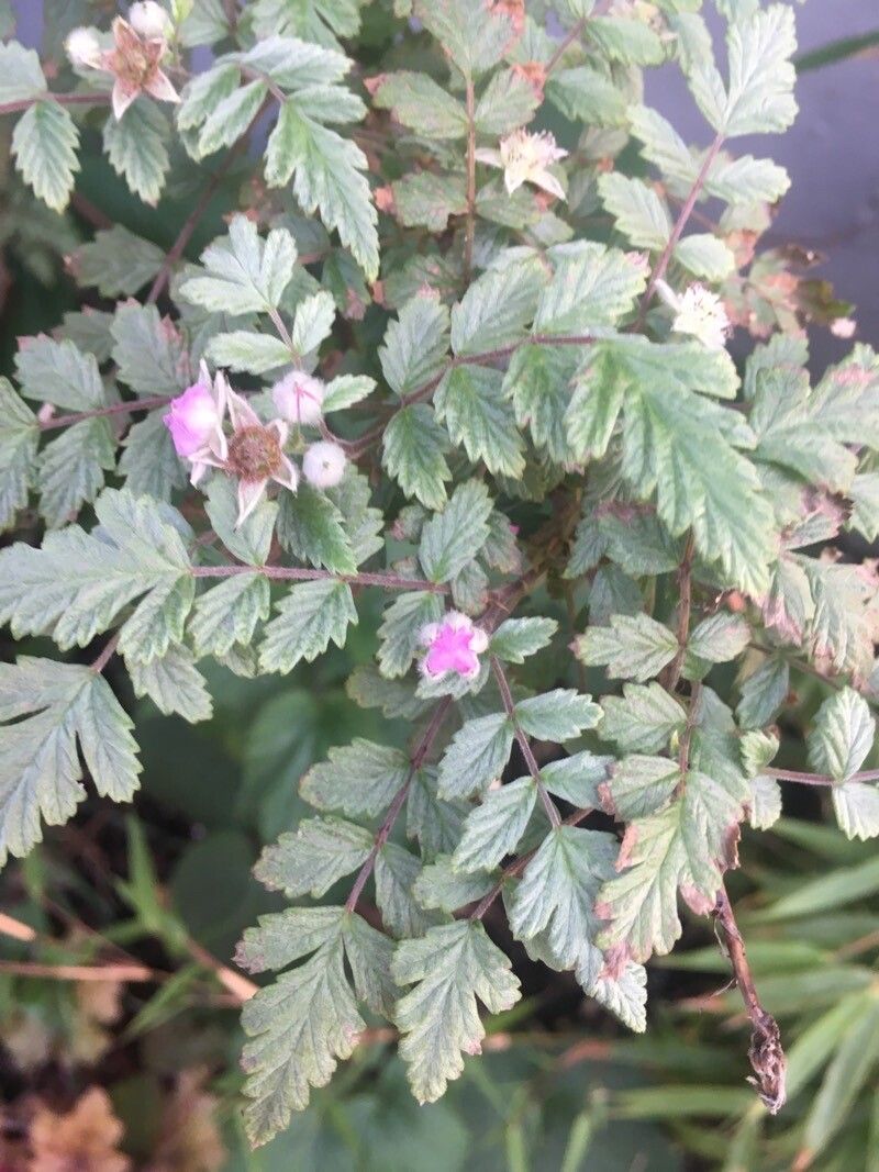 Rubus thibetanus flower