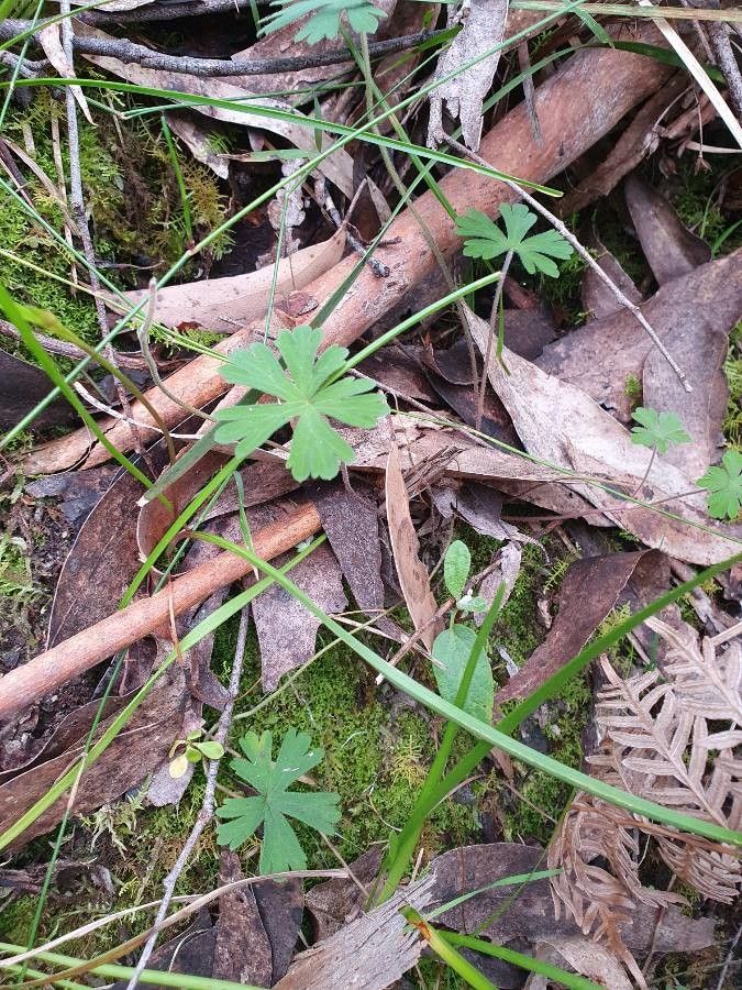 Geranium homeanum leaf