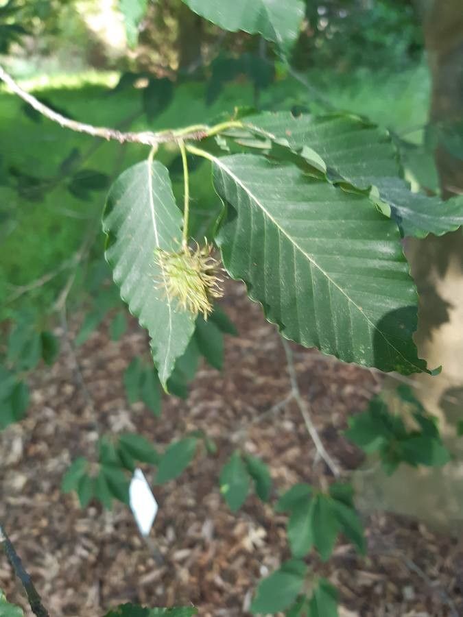 Fagus engleriana fruit