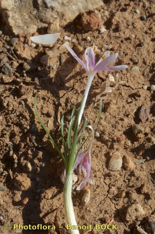 Colchicum pusillum habit