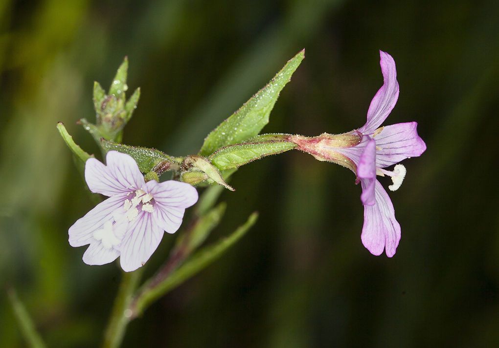 Epilobium oreganum flower