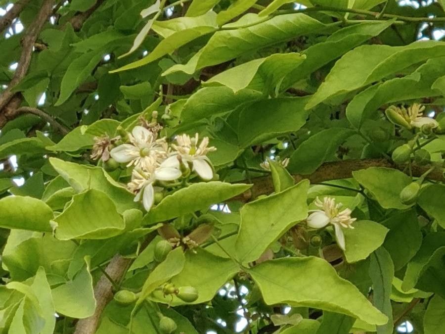 Aegle marmelos flower