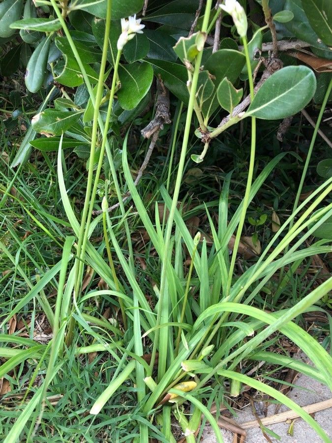 Nothoscordum borbonicum leaf