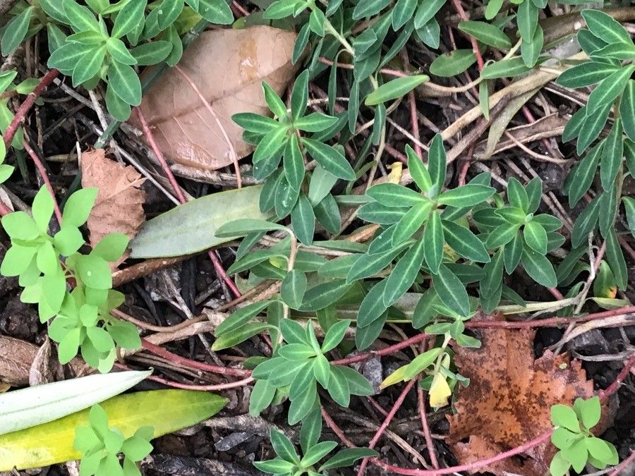 Euphorbia flavicoma leaf