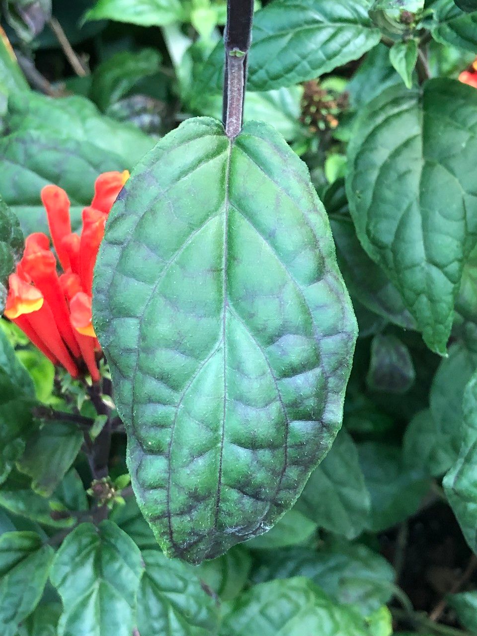 Scutellaria costaricana leaf