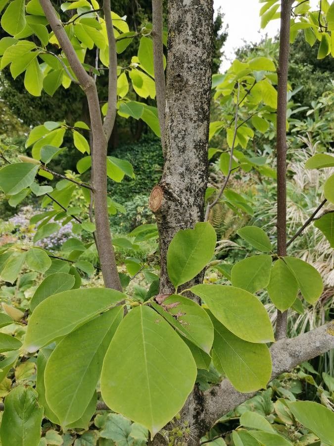 Magnolia sprengeri bark