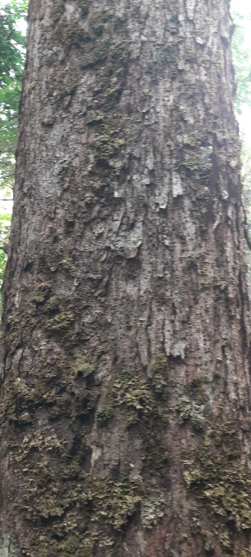 Sacoglottis gabonensis bark