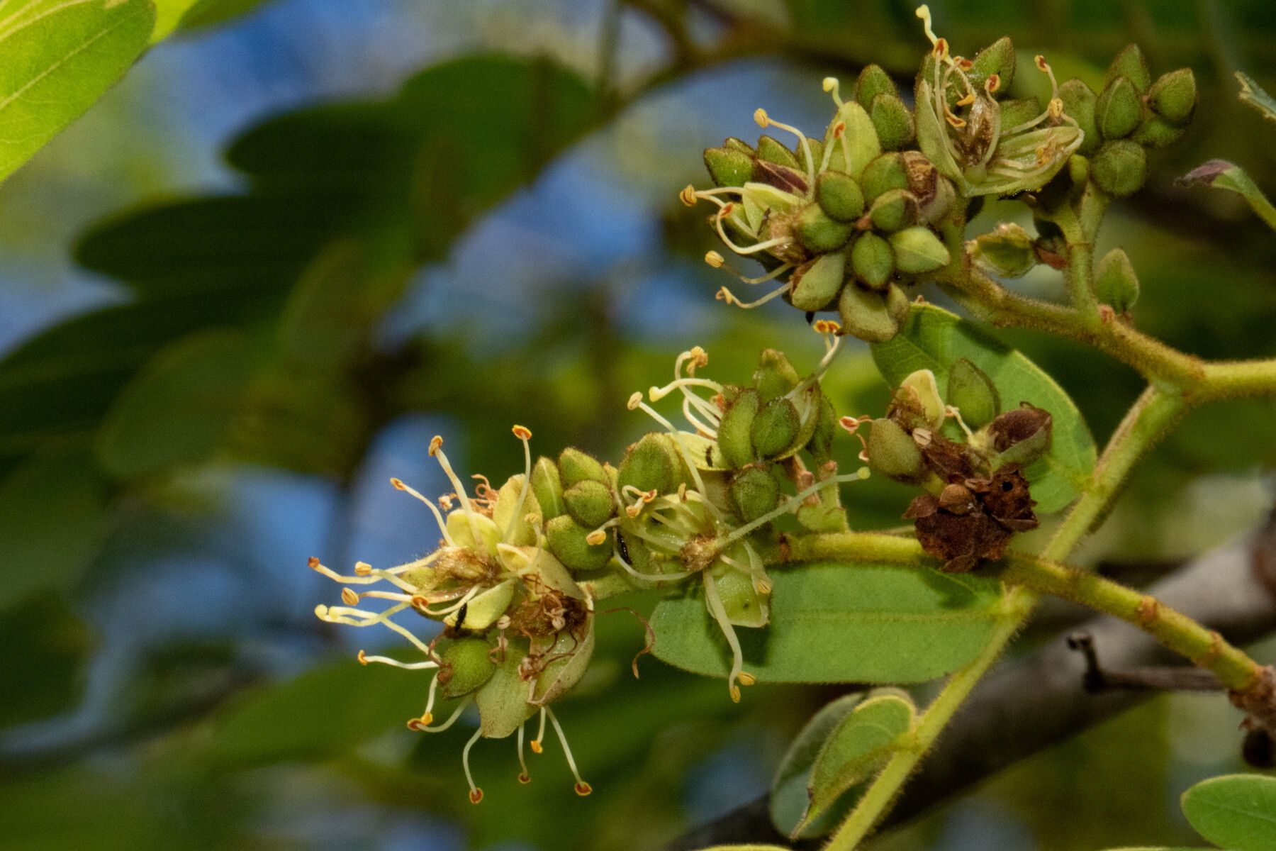 Brachystegia utilis flower