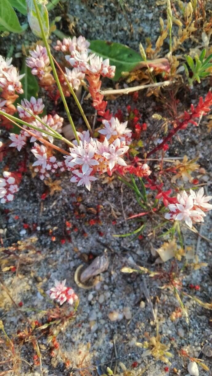 Sedum arenarium leaf