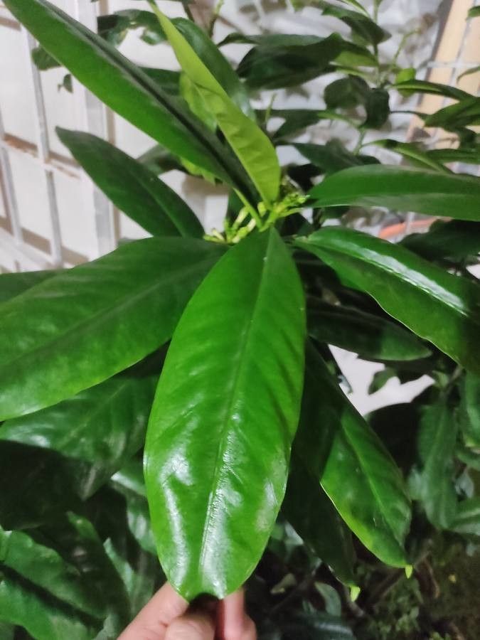 Cascabela gaumeri leaf