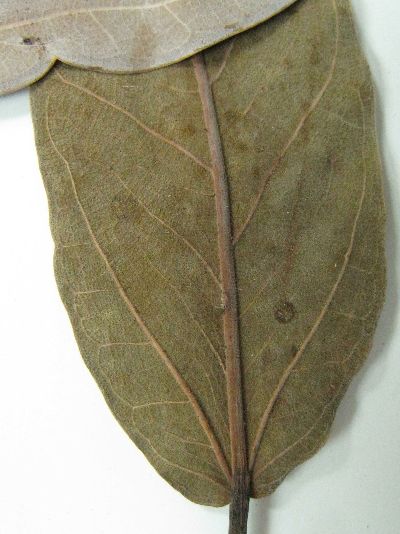 Ficus pakkensis — houseplant care guide