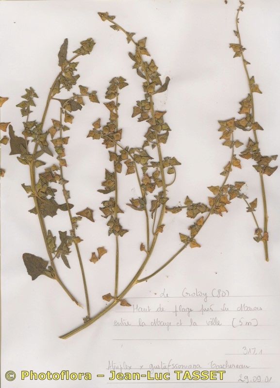 Atriplex × gustafssoniana other