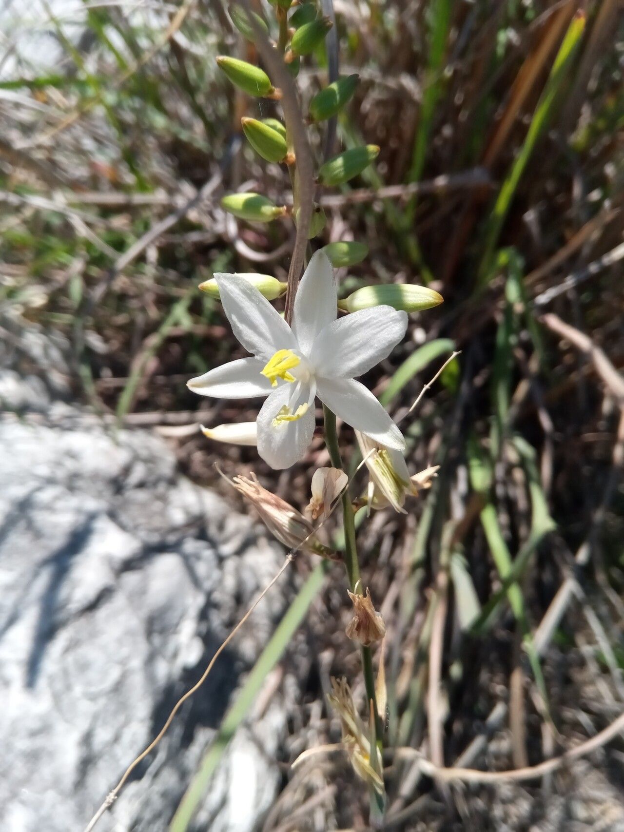Chlorophytum dianellifolium flower