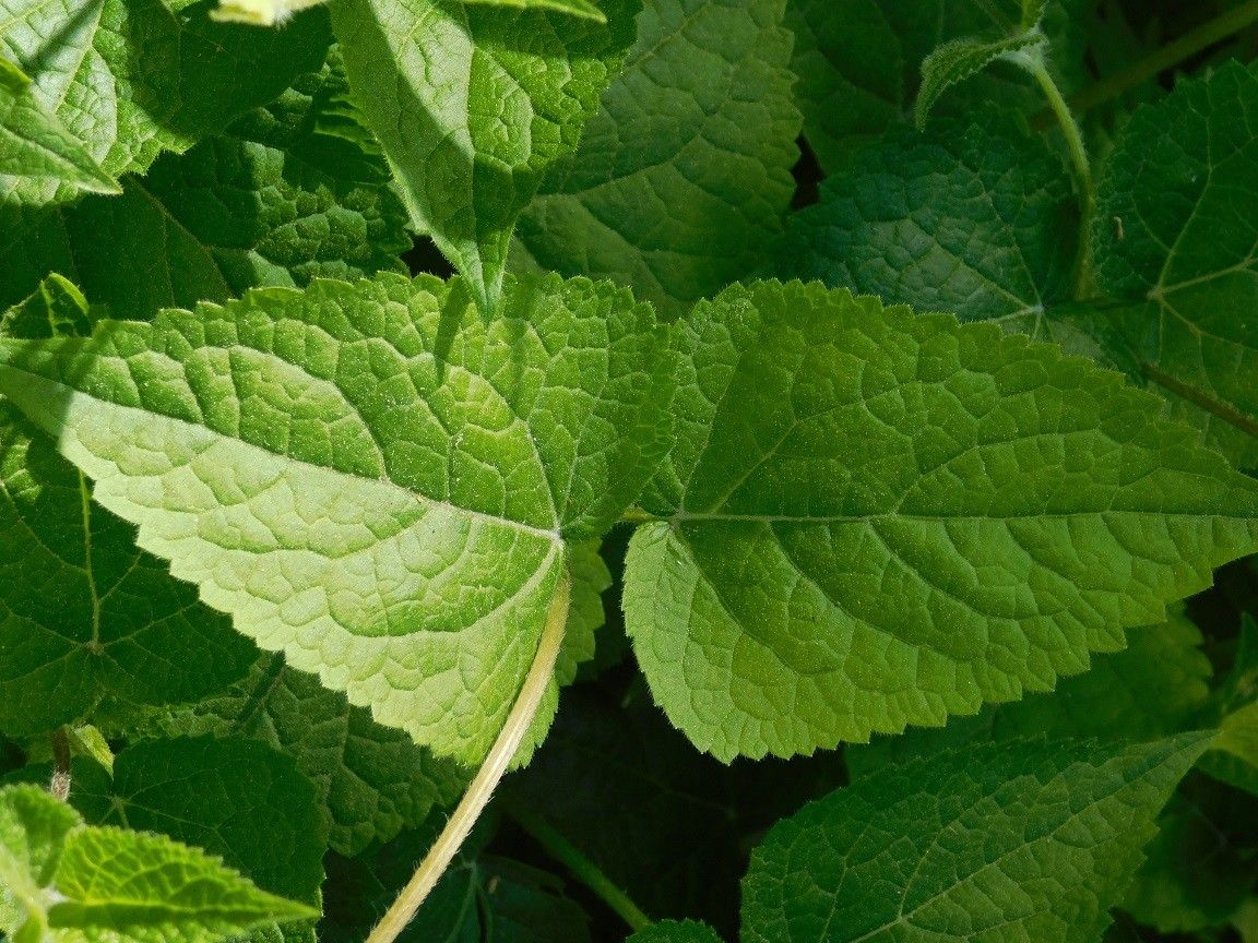 Meehania urticifolia — related species from the same genus