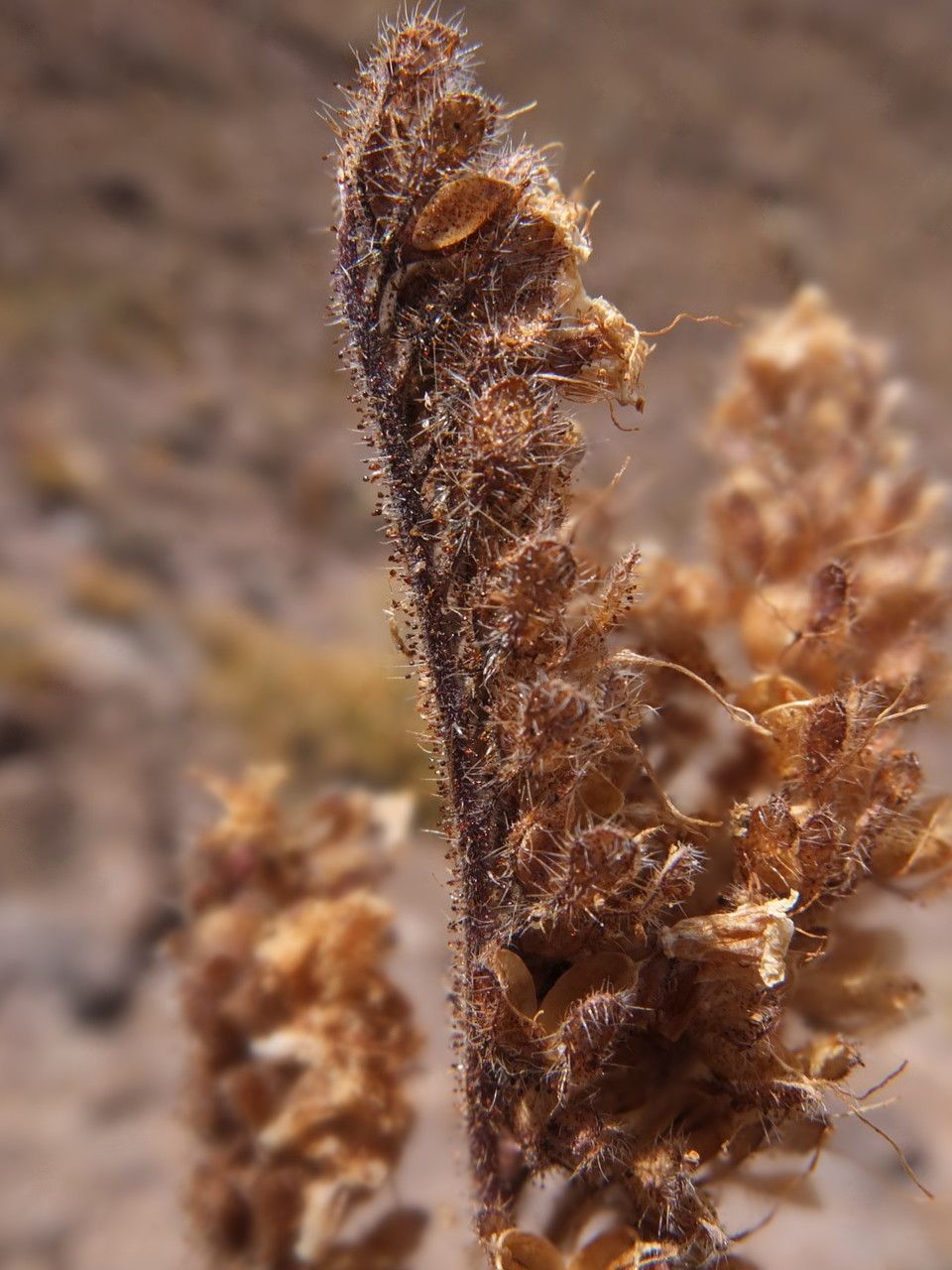 Phacelia pinnatifida fruit
