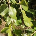 Metrosideros excelsa