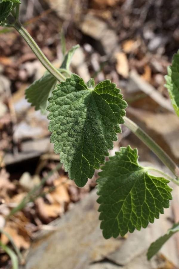 Scutellaria albida — related species from the same genus