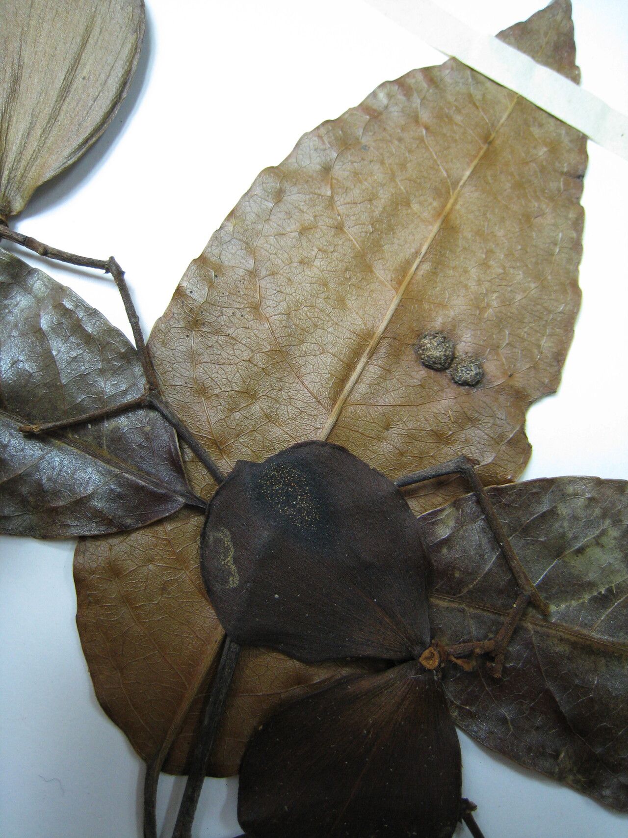 Hippocratea volubilis other