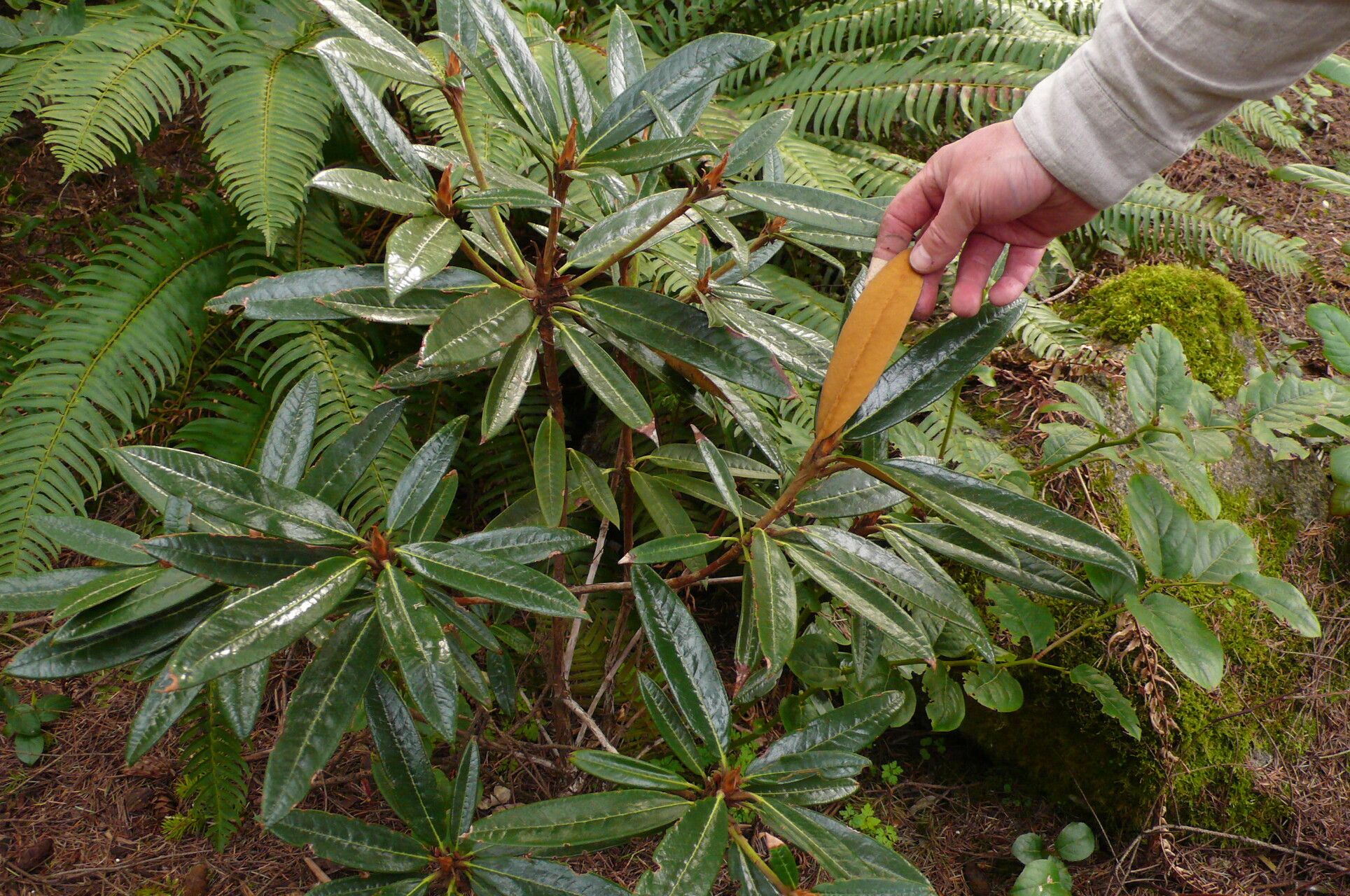 Rhododendron lanatoides leaf