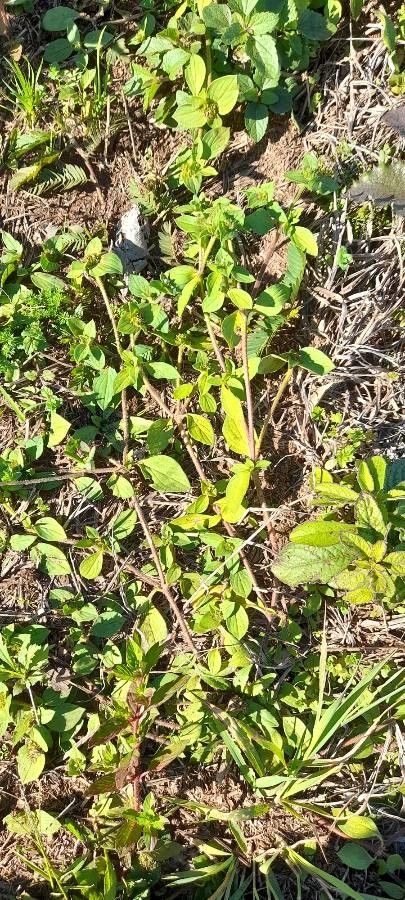 Richardia brasiliensis habit