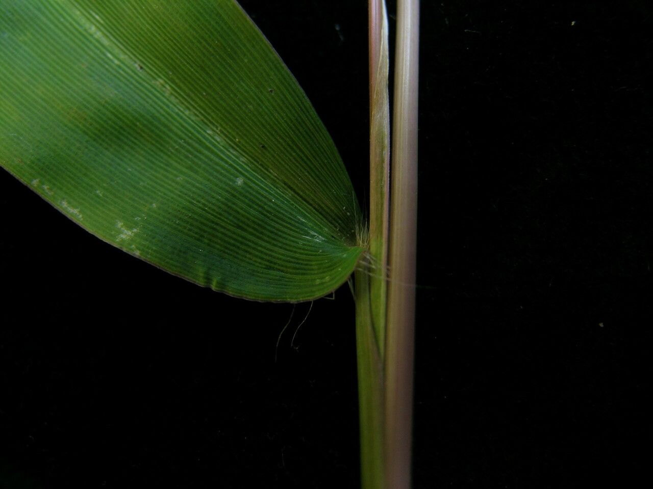 Microstegium fasciculatum bark