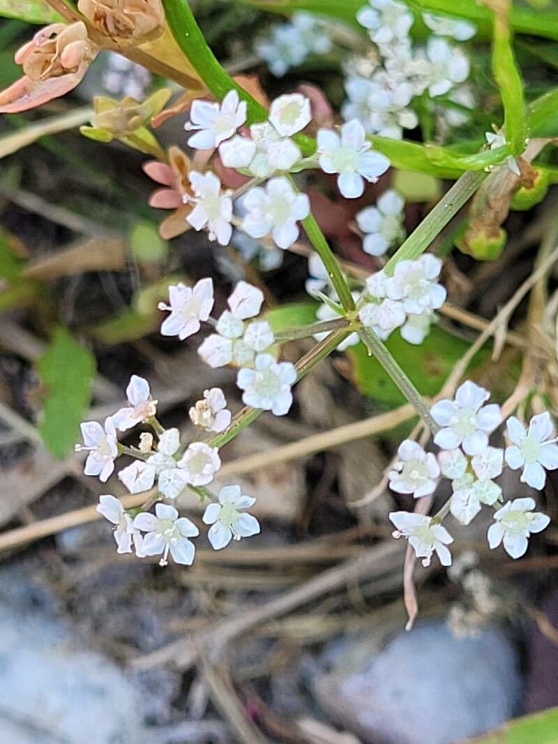 Limnosciadium pumilum flower