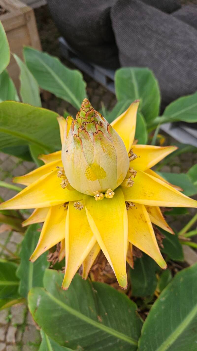 Musella lasiocarpa fruit