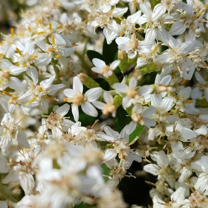 Olearia haastii flower