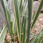 Phormium tenax
