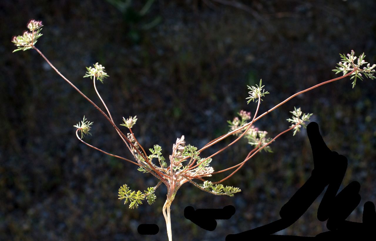 Daucus involucratus habit