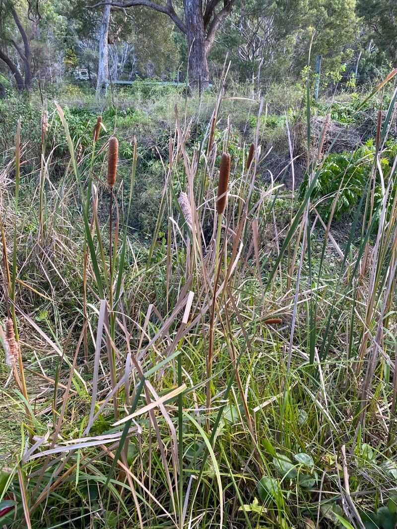 Typha orientalis habit