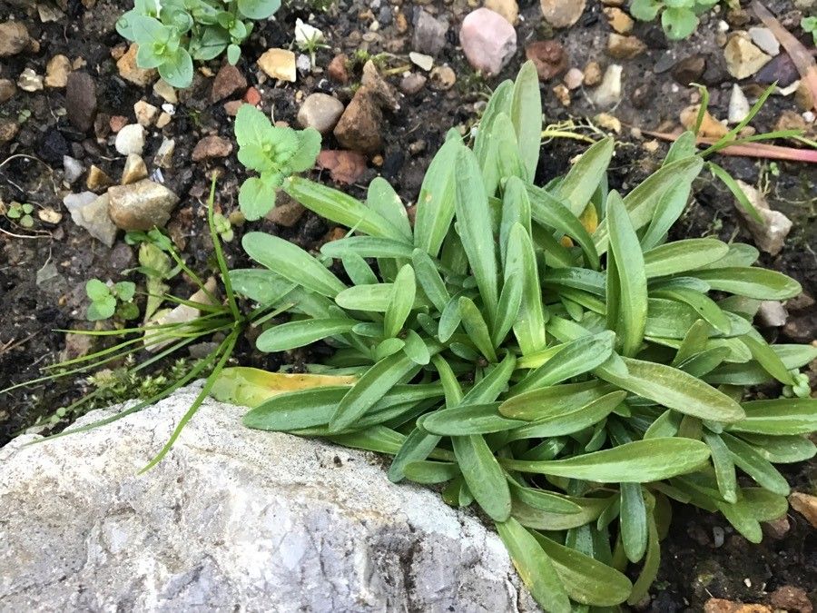 Centaurium chloodes — related species from the same genus