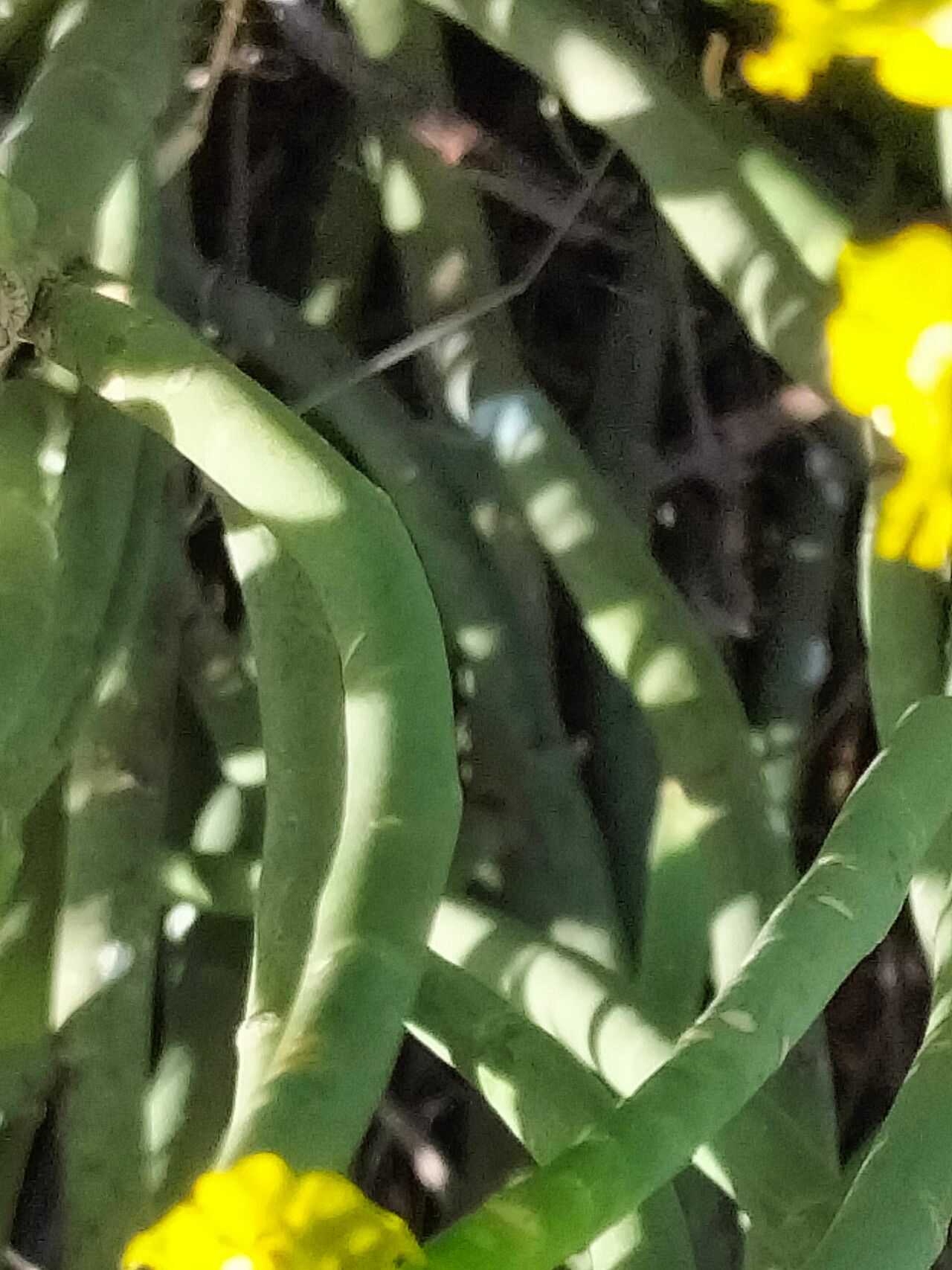 Euphorbia mauritanica bark