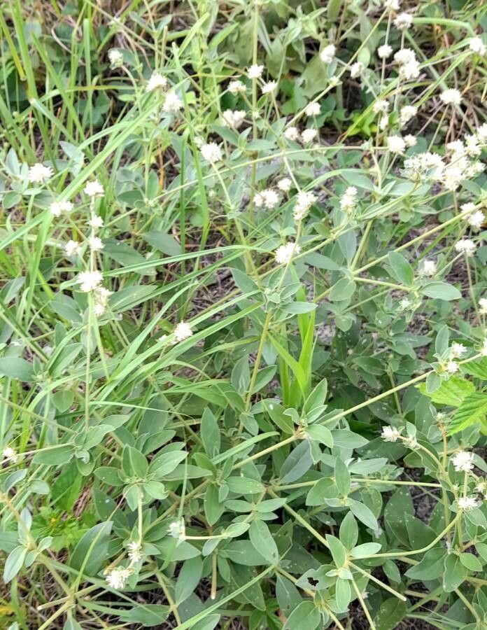 Alternanthera flavescens habit