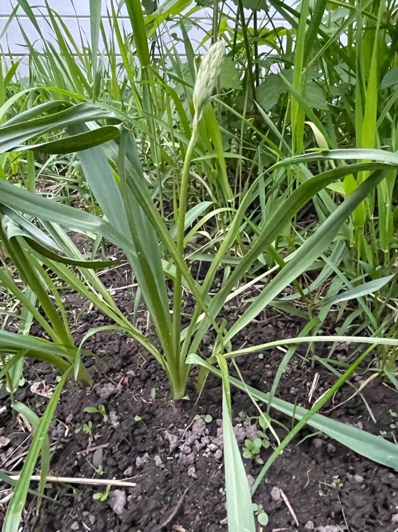 Carex deweyana — houseplant care guide