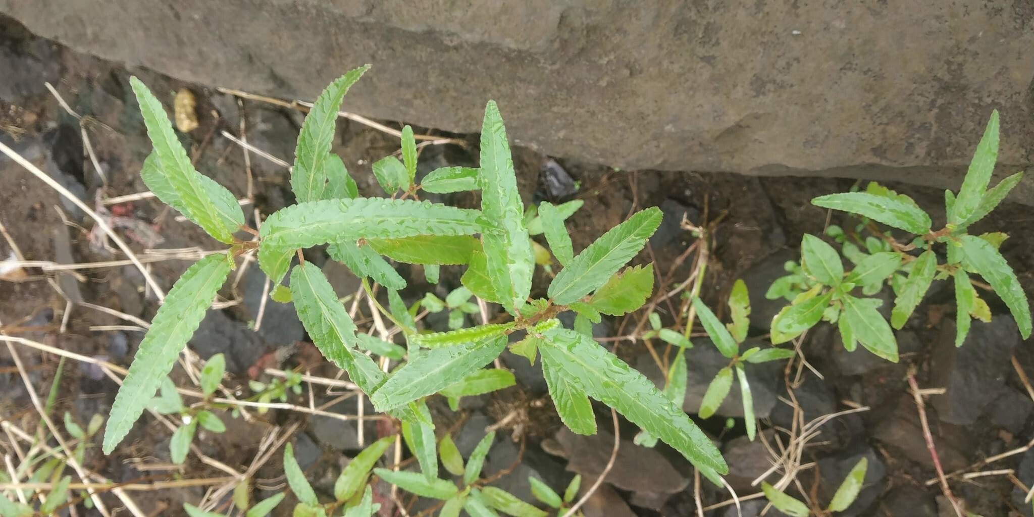 Corchorus fascicularis leaf