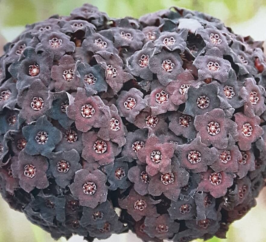 Desmidorchis retrospiciens flower