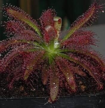 Drosera graomogolensis — search result for 'Drosera'