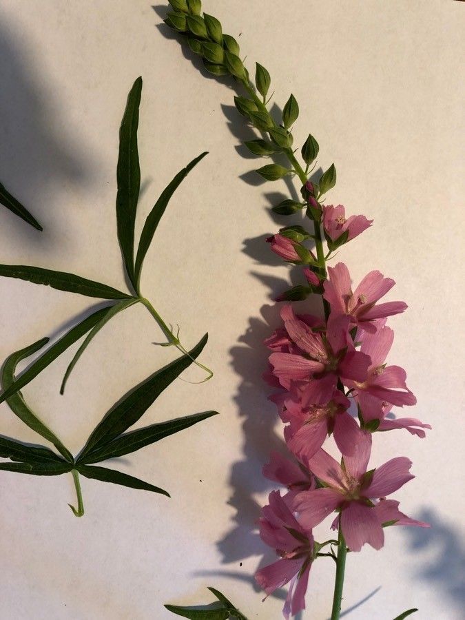 Sidalcea hendersonii — houseplant care guide