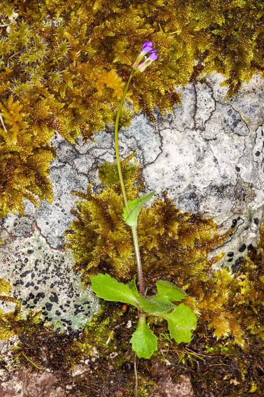 Arabis verna — houseplant care guide