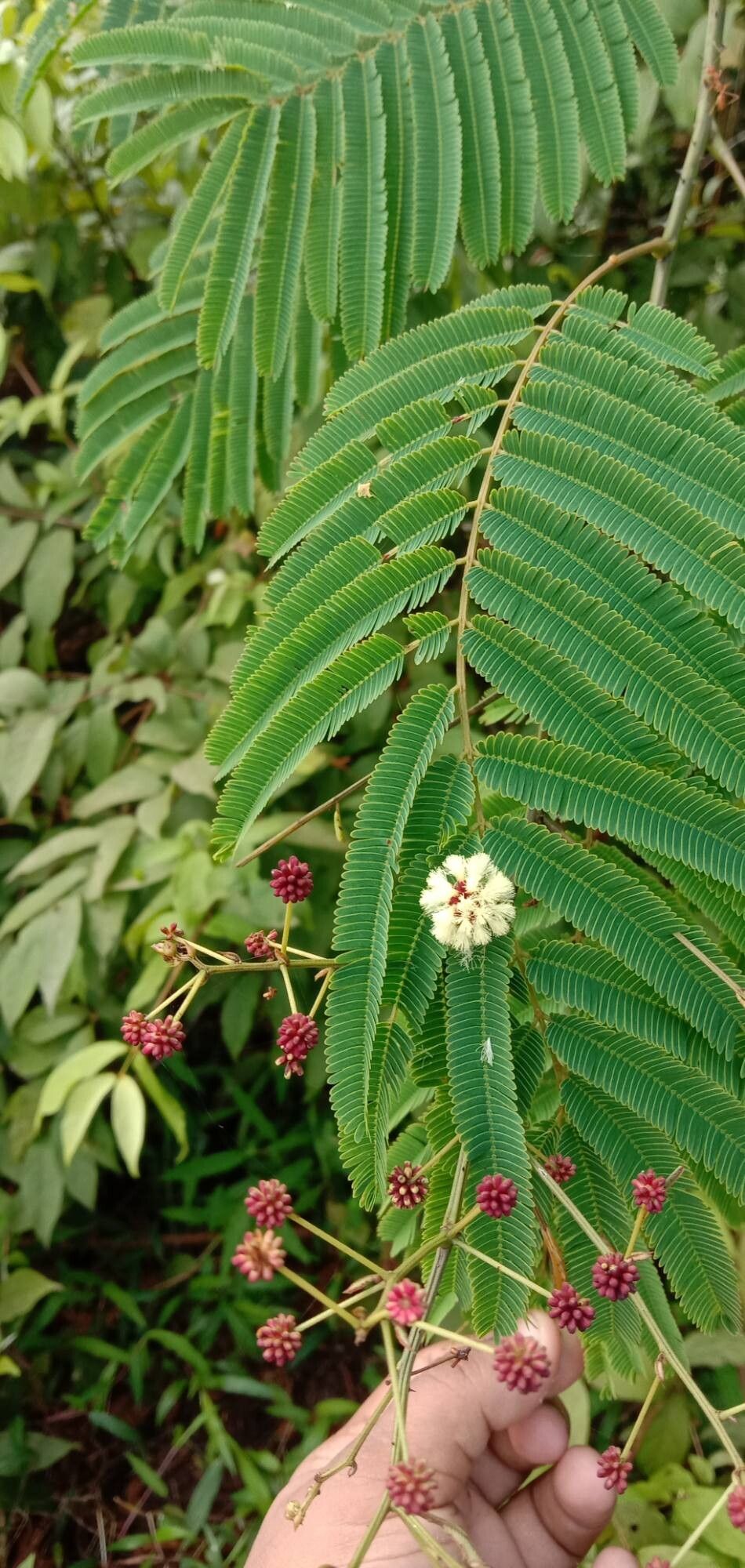 Senegalia rugata flower