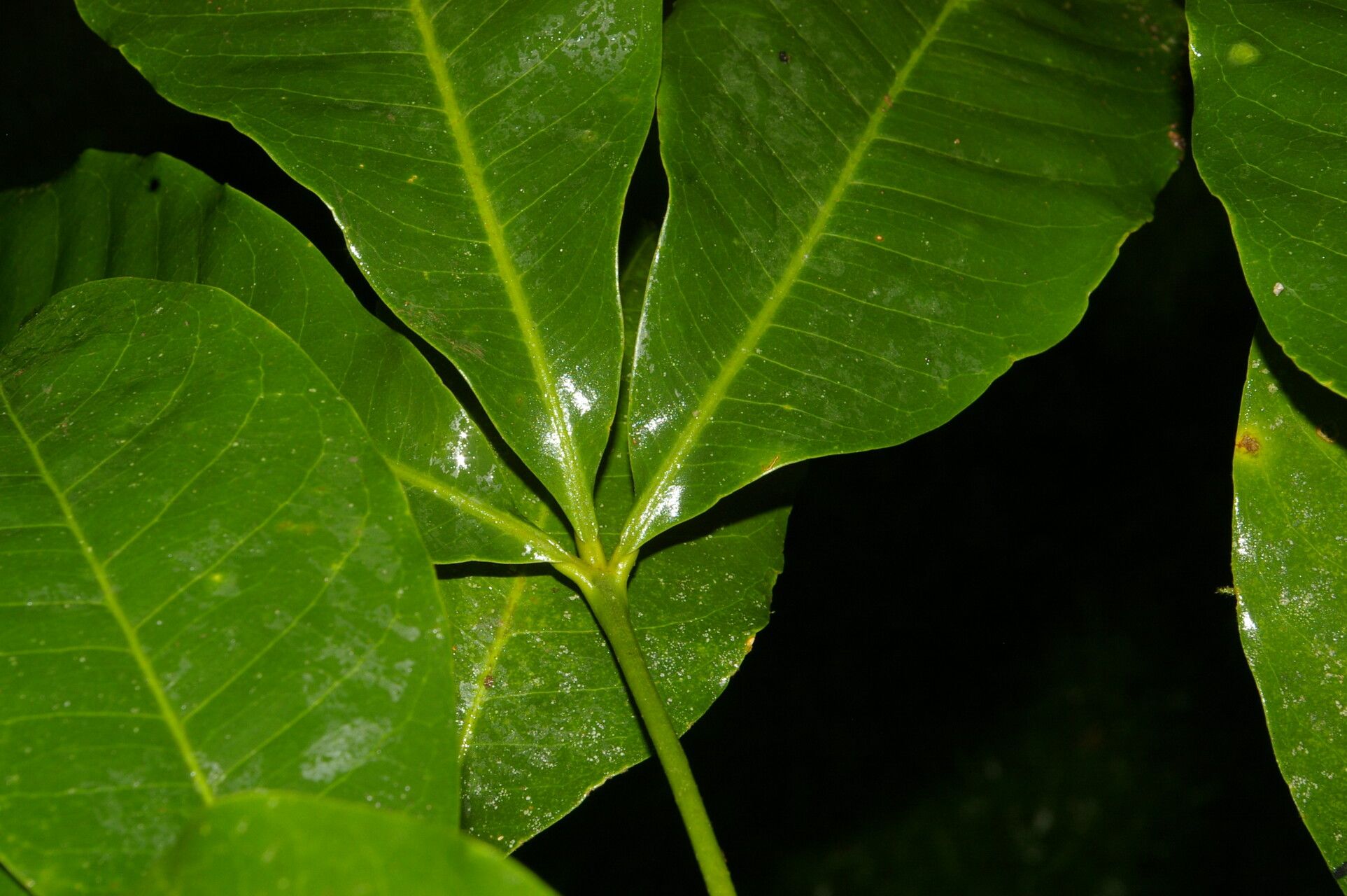 Esenbeckia pentaphylla — search result for 'Esenbeckia'