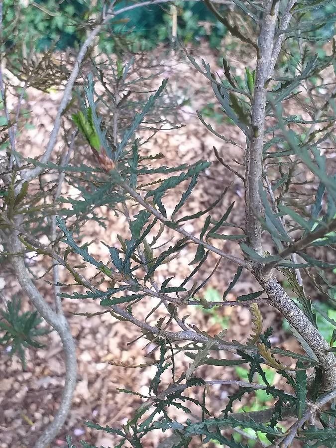 Pittosporum patulum leaf