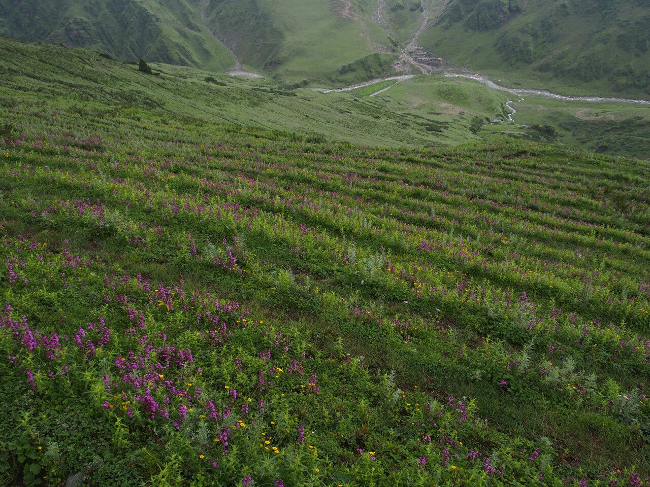 Pedicularis gracilis other