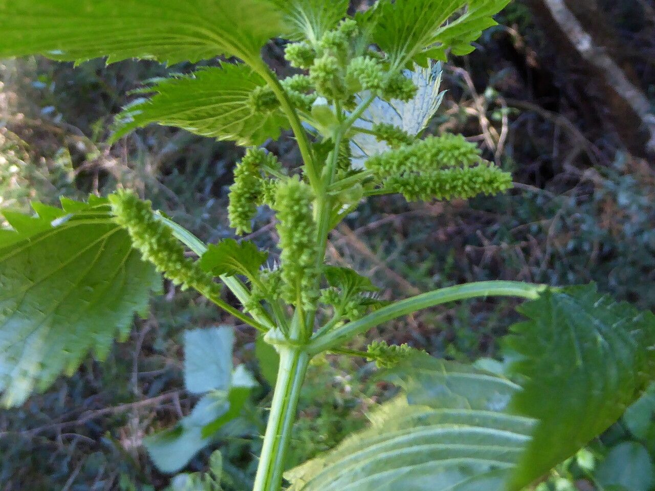 Urtica membranacea fruit
