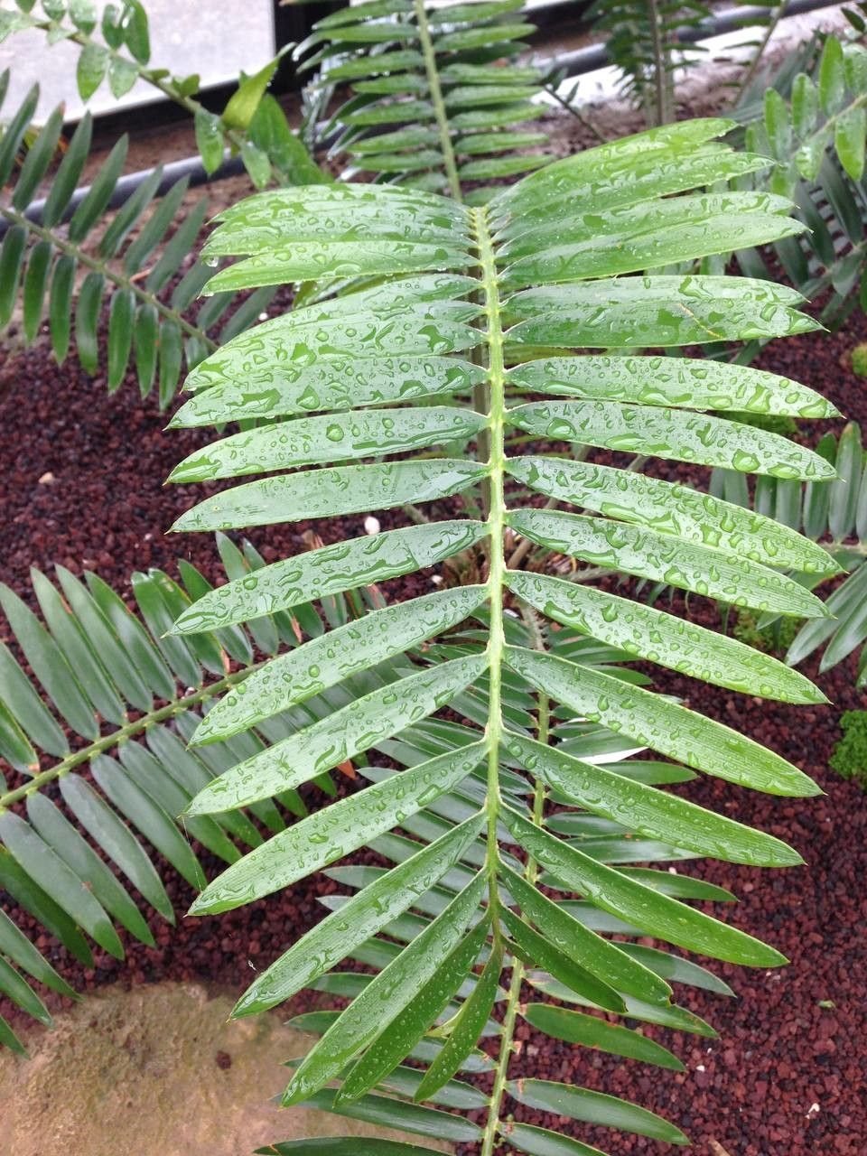 Encephalartos pterogonus leaf