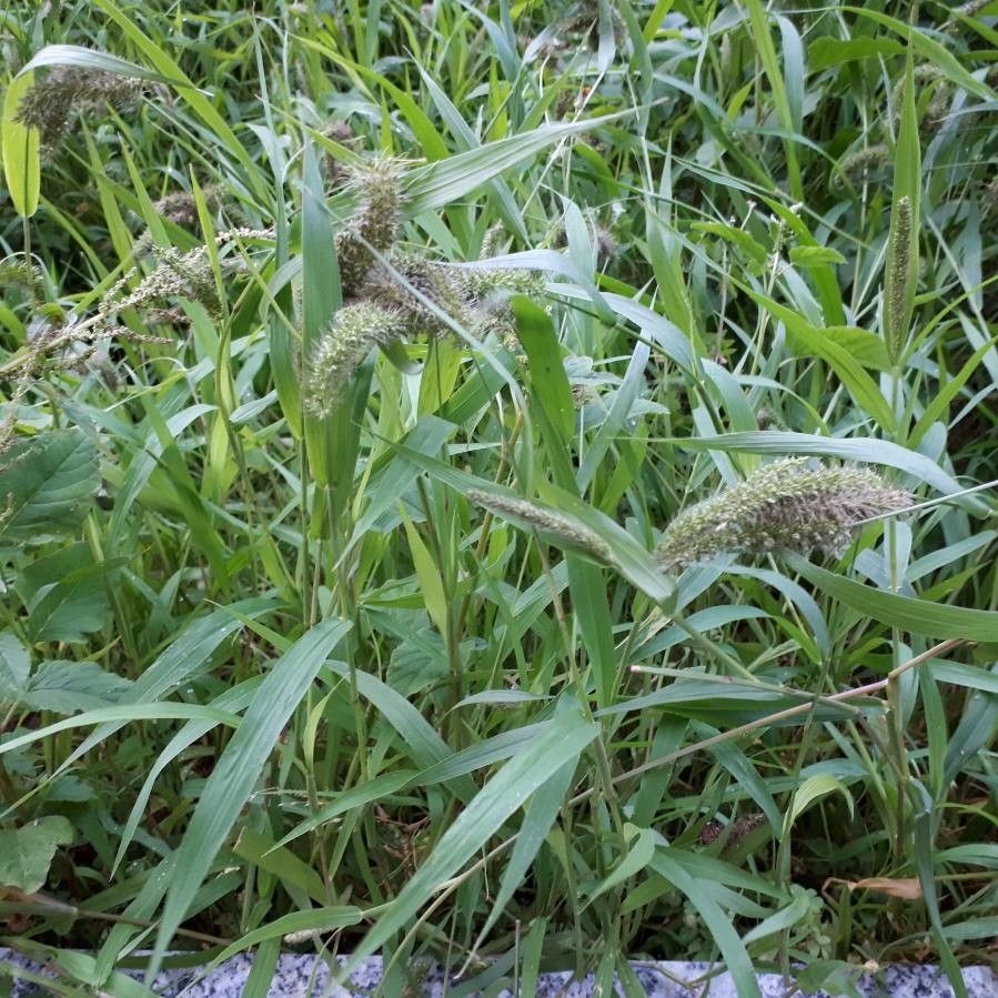Setaria adhaerens fruit